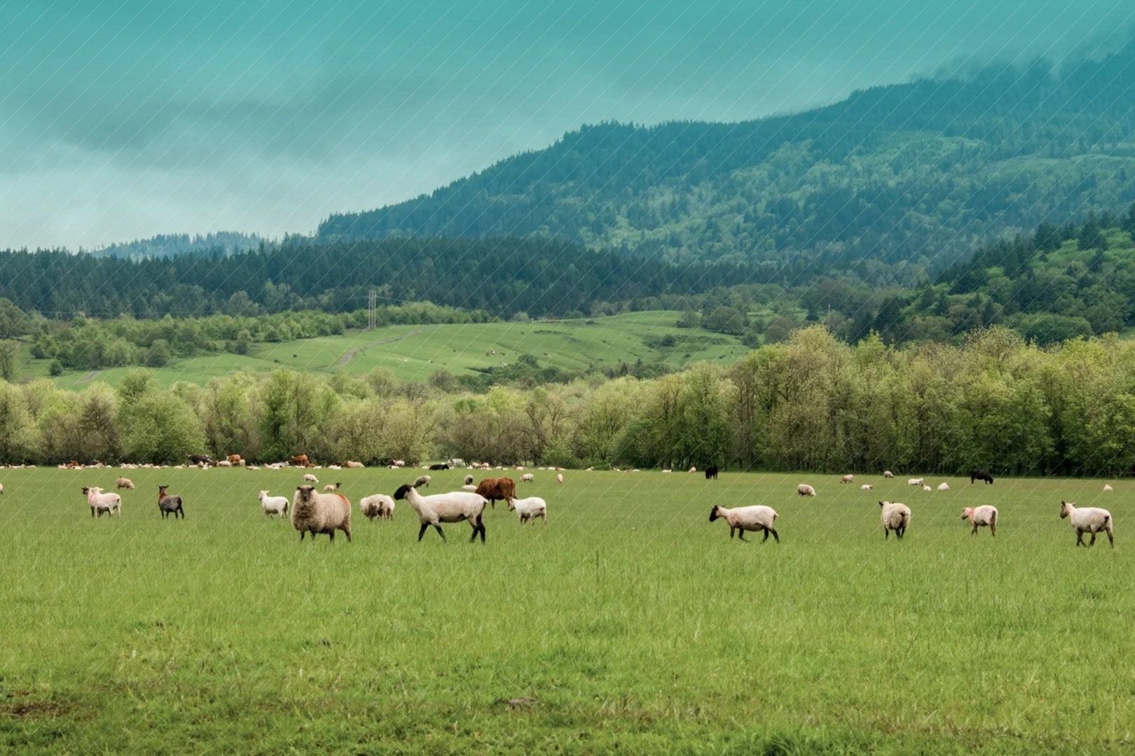 Küçükbaş hayvancılığa 3,8 milyar TL destek hesaplarda